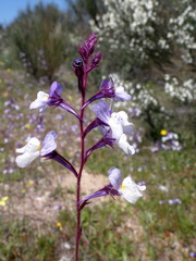 Linaria incarnata