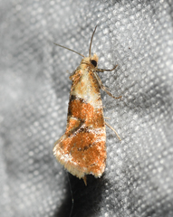 Phalonidia ontariana