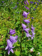 Campanula rapunculoides