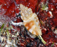 Eucithara