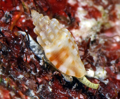 Eucithara