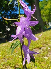 Campanula rapunculoides