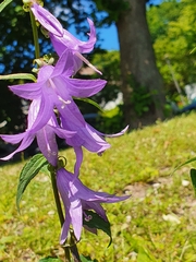 Campanula rapunculoides