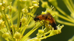 Arge cyanocrocea