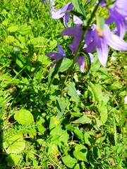Campanula rapunculoides