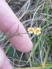 Bossiaea scortechinii