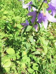 Campanula rapunculoides