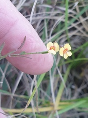 Bossiaea scortechinii