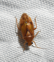 Tropidosteptes