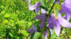 Campanula rapunculoides