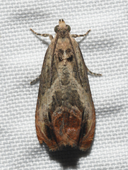 Olethreutes hamameliana