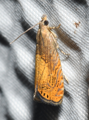Dichrorampha bittana