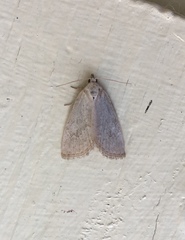 Protodeltote albidula