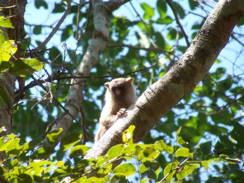 Black-tailed Marmoset