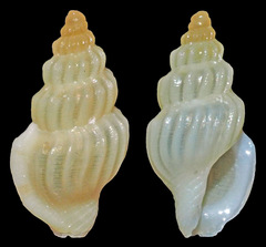 Eucithara