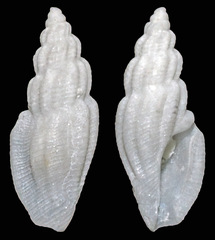 Eucithara