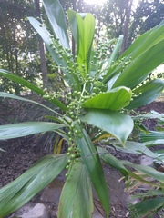 Cordyline manners-suttoniae