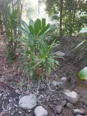 Cordyline manners-suttoniae