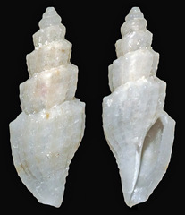 Eucithara