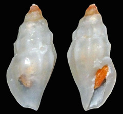 Eucithara