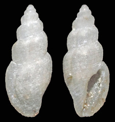 Eucithara