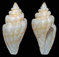 Eucithara