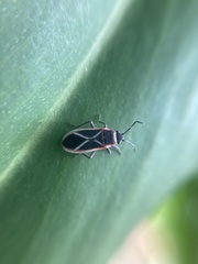 Ochrostomus pulchellus