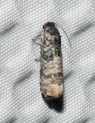 Epiblema obfuscana