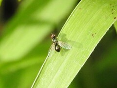 Rivellia maculipennis