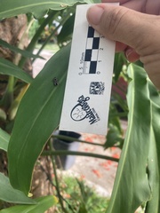 Ochrostomus pulchellus