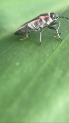 Ochrostomus pulchellus