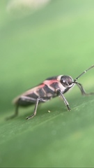 Ochrostomus pulchellus