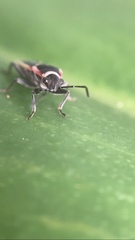 Ochrostomus pulchellus