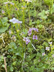 Cardamine purpurea