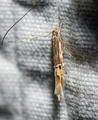 Cosmopterix fernaldella
