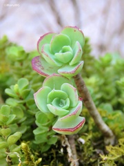 Sedum palmeri