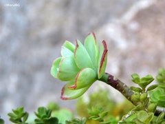 Sedum palmeri