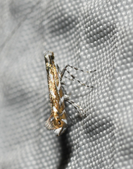 Parectopa pennsylvaniella