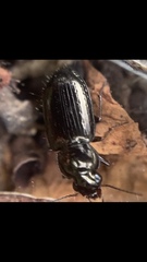 Selenophorus