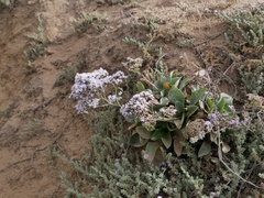 Limonium nydeggeri