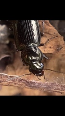 Selenophorus