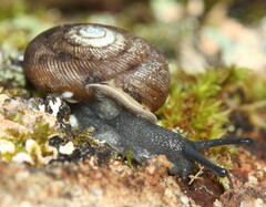 Triodopsis anteridon