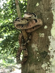 Boiga cynodon