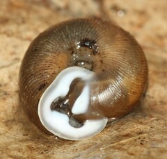 Triodopsis anteridon