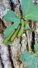 Ceratulus spectabilis