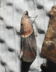 Acrobasis demotella