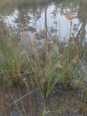 Juncus continuus