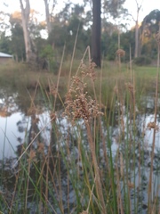 Juncus continuus