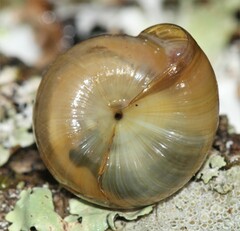 Ventridens arcellus