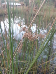 Juncus continuus